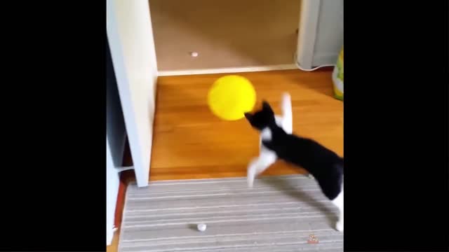 Funny cats playing with balloon