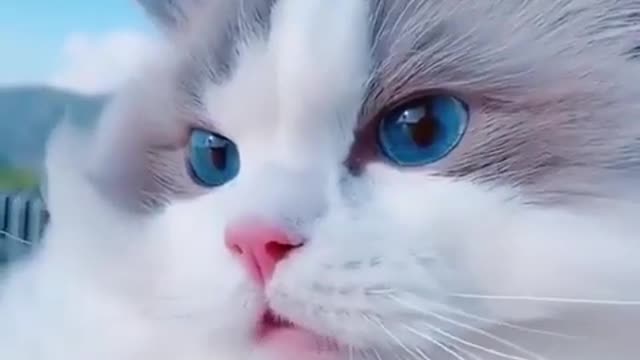 So Cute Cat Funny Moments Animals - Best Of The Adorable Pets #Shorts