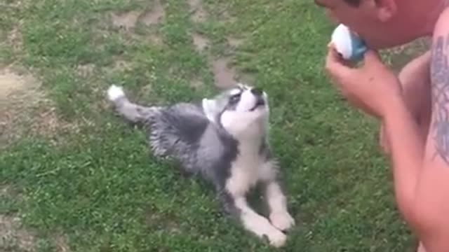 Husky puppy sings a song.