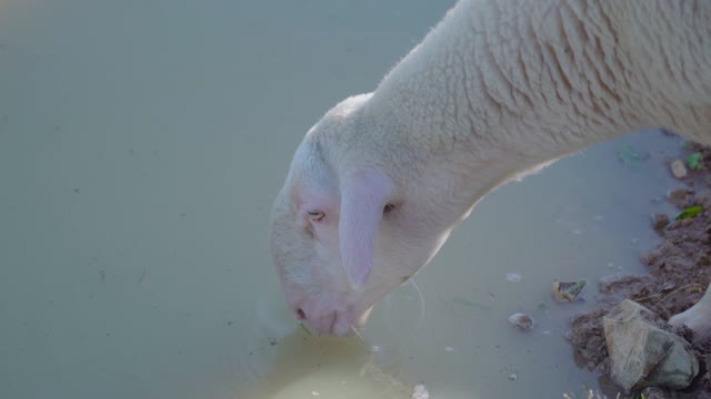 Ugly sheep