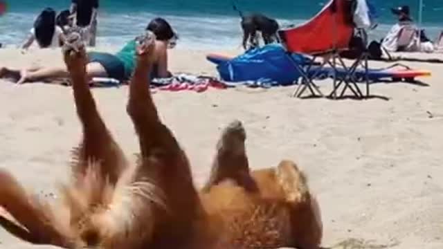 TW HAPPY DOG DANCING