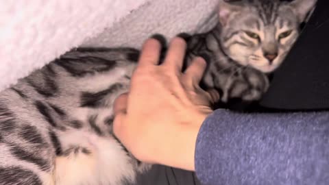 Kitty loves to purr and chirp!