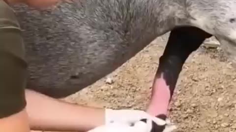 Animal penis clean