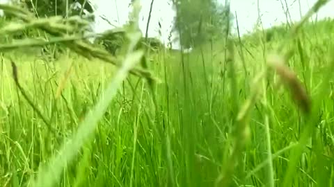 Natural video [Natural sound]