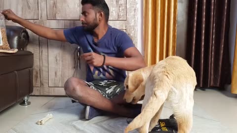 Labrador Puppy Training - Day 1st __ Training Session For Beginners in Hindi __ ALEXA THE LABRADOR