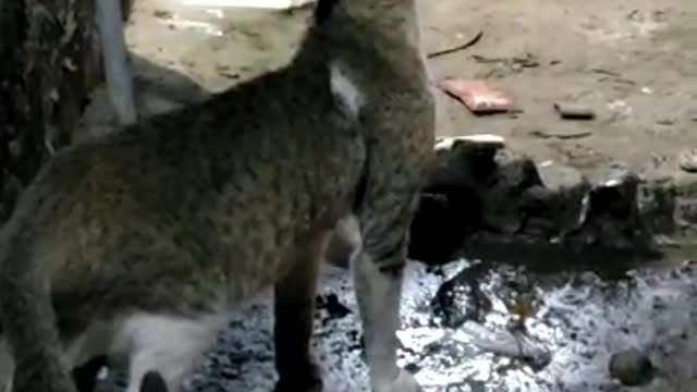Cats in Africa is so smart