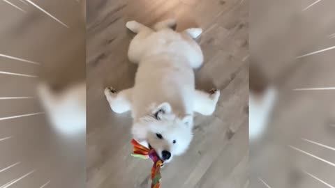 puppy loves cleaning