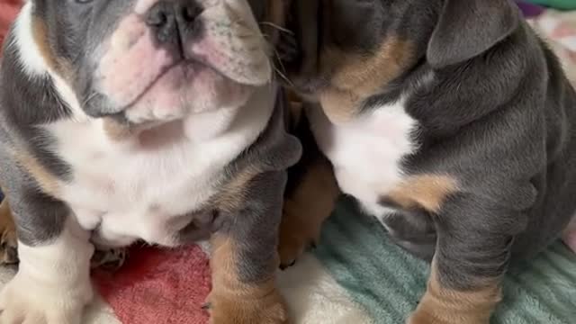 Cute bulldogs playing😅