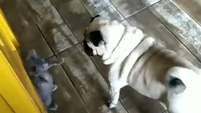 funny dogs
