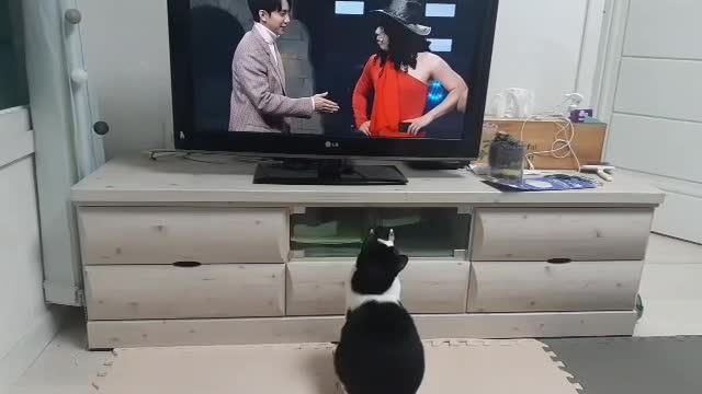 TV watching cat