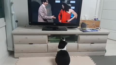 TV watching cat