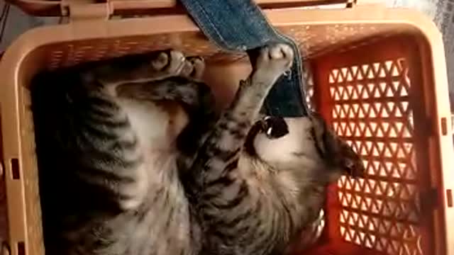 Cat funny video