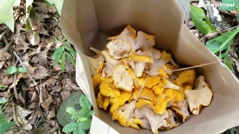 Picking Chanterelle in Georgia 2021 So fun!