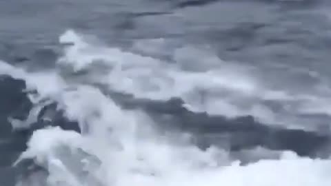 This is a beautiful and charming water-dwelling species