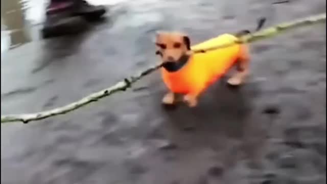 Animal funny moment brings you happy every day