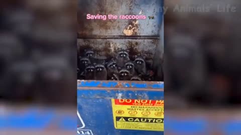 Funny moments of Animals