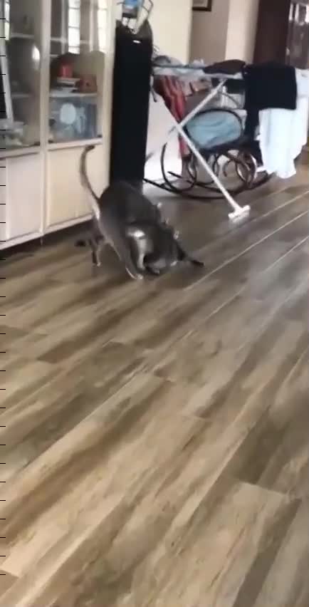 The cat washes the floors