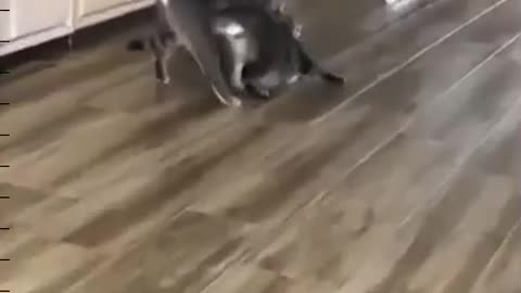 The cat washes the floors