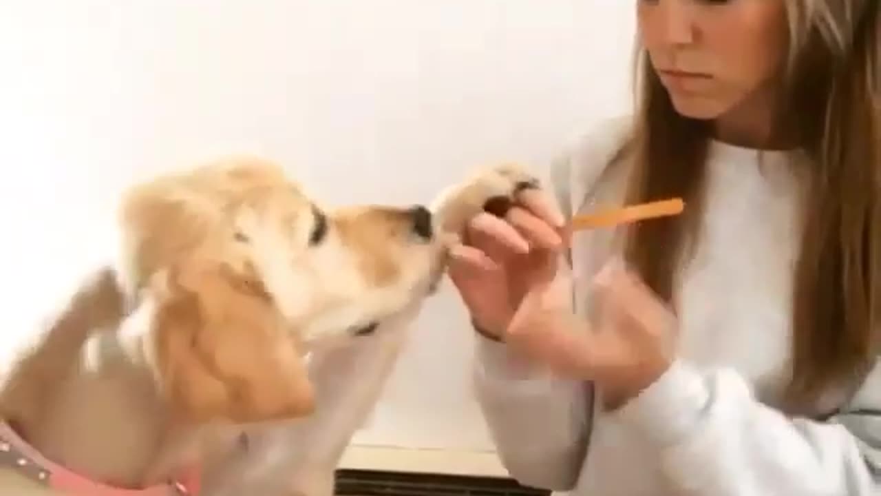 Dog wants spa