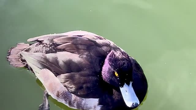 Ducks Swimming in a Pond