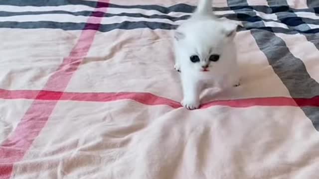 OMG So Cute 😍 Best Funny Cats Compilation