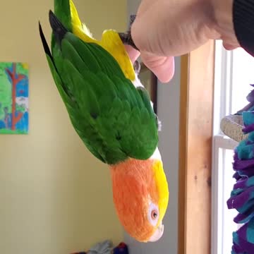 Parrot being bounced upside-down and keeps wanting more