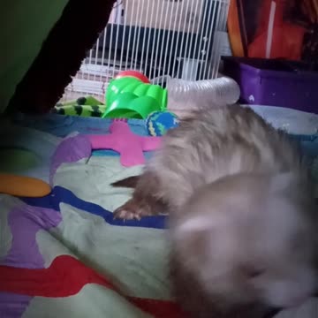 Can I have it please????