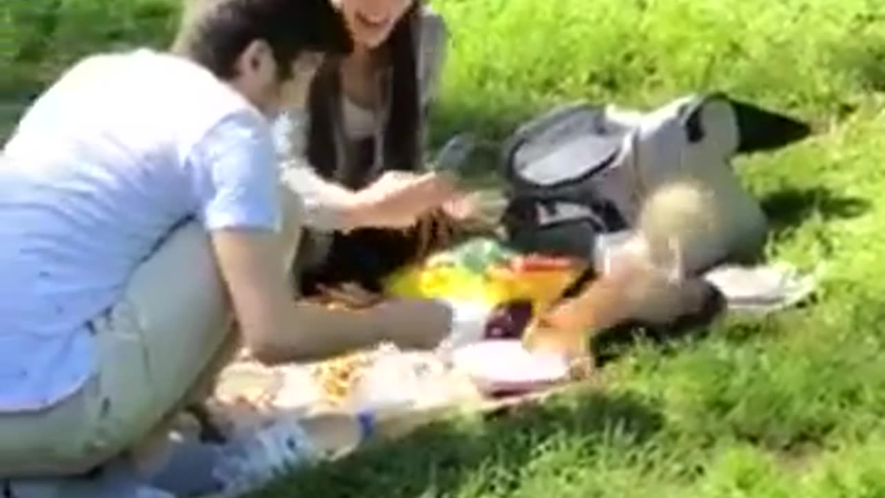 Squirrel Steals from a Picnic