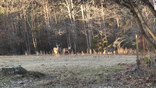 Oh deers!