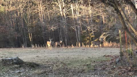 Oh deers!