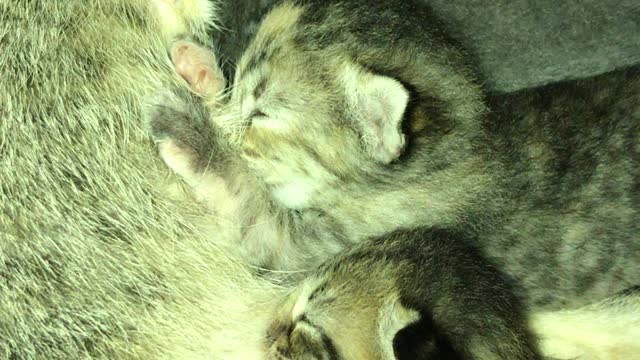 SUPER CUTE Kittens first babies of our Cat named Cherry.