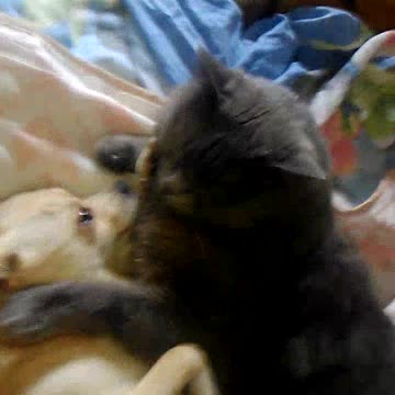 the friendship of two enemies!