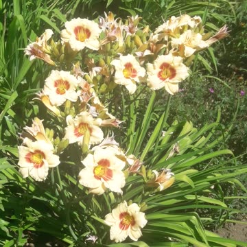 Daylilies