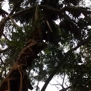 16.12.2024 Random Kuranda