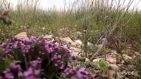 منظر طبيعي_ريف مع صوت زقزقة العصافير