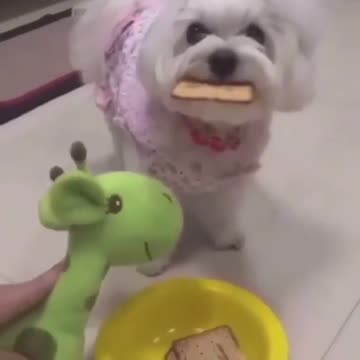 Dogs are afraid of what they have eaten after seeing this.