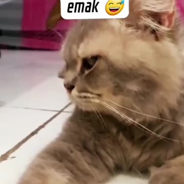 The Cat annoyed face towards its owner