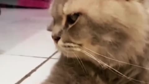 The Cat annoyed face towards its owner