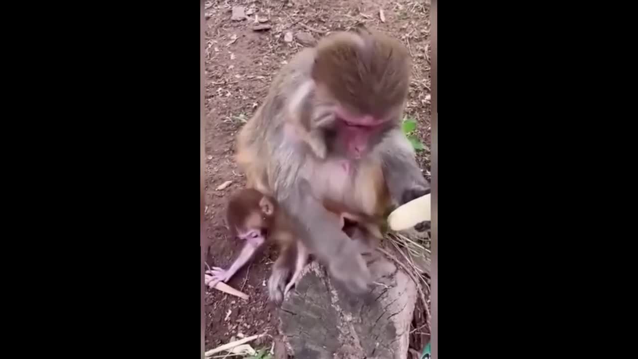 Just look at how neatly the monkey eats a banana