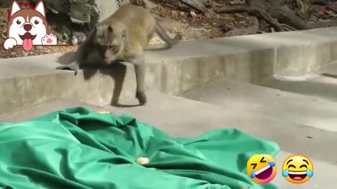 Funny Monkey Short Video