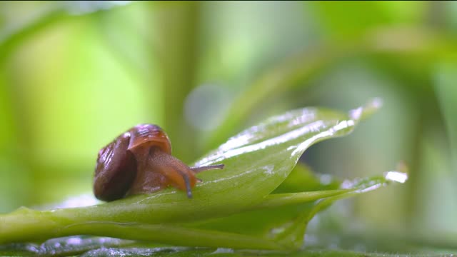 The little snail crawled and crawled