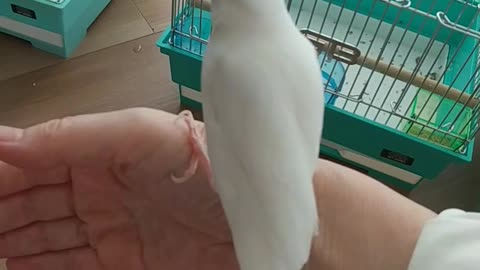 手乗りじゃなかった文鳥