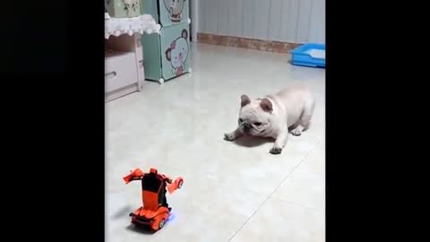 Dog play with car😄😍// nice video