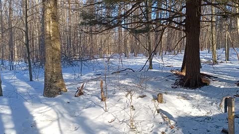 Snow Woods Camouflage ♤ Find Me before I Find You