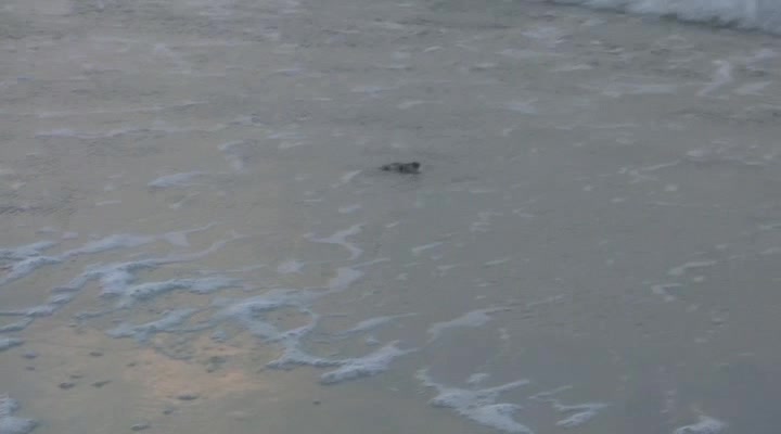 Baby turtles race to the sea