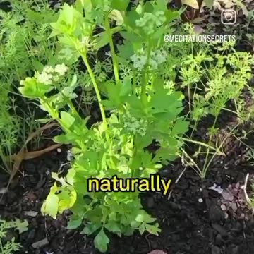 IT'S ALL FREE BY DESIGN 🥑🍉🍌🥬🍊🍋🍎