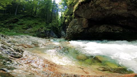 A River Forest Flowing Through Bed Of Rocks