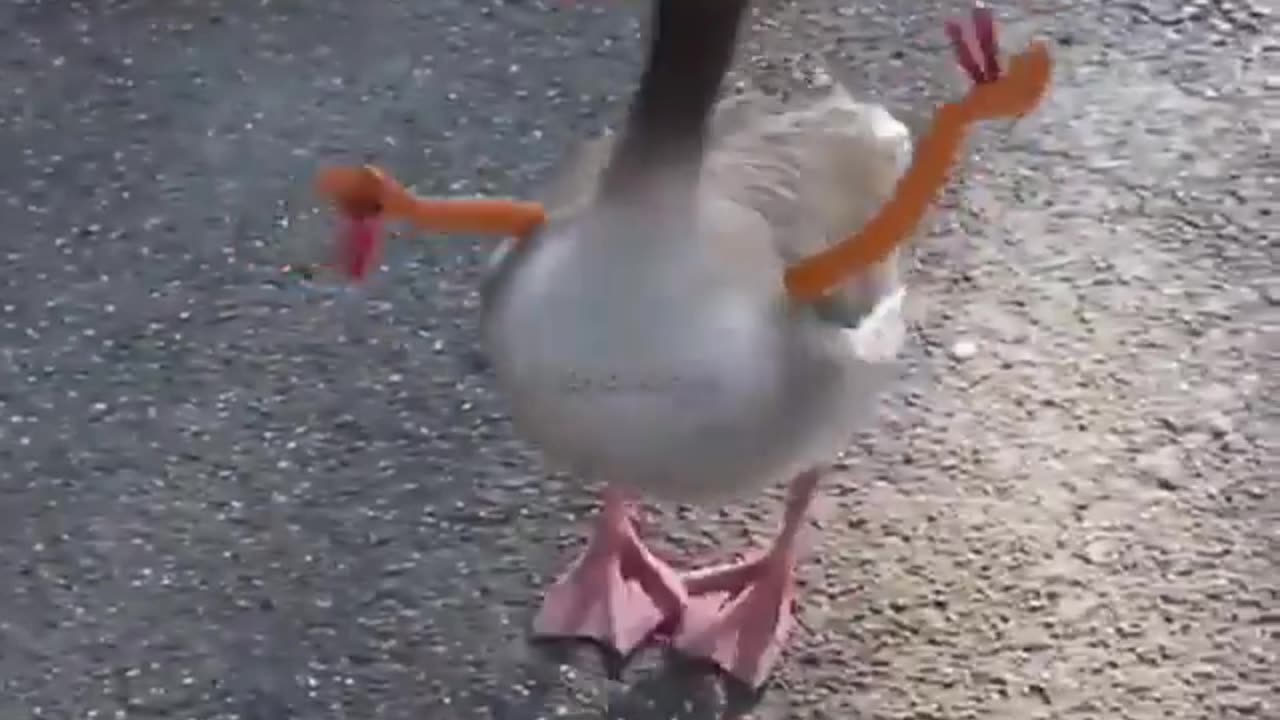 Duck posing for a quick scene😂 😂 😂 😂