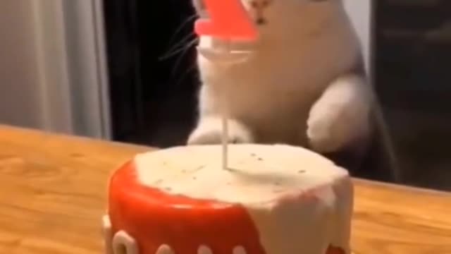 Funny videos