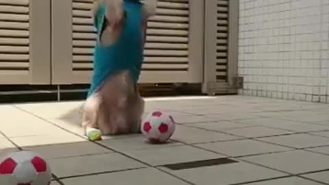 Sportiest puppy !!